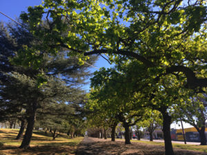 nature is a great contribution to mental health recovery. image shows row of beautiful green trees in the sunshine over a path in the park