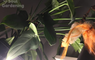 philodendron plant leaves with light and orange feather dream catcher